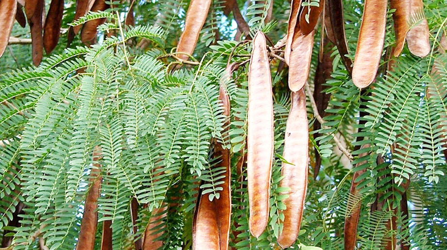 Leucena é uma planta invasora que ameaça a biodiversidade; Dourados quer substituir por espécies nativas do CerradoLeucena
