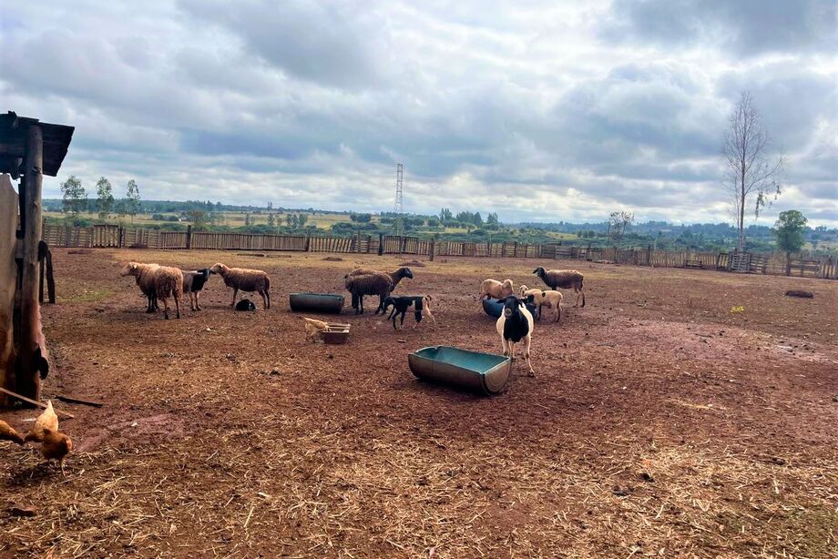 Campo Grande implanta projeto pioneiro de descanso de ovinos para abate