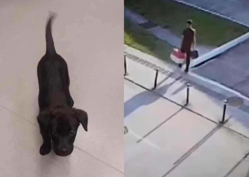 O cão e o registro de um momento em que o dono do animal o transporta na caixa: preso por abandonar cachorro no estacionamento do aeroporto