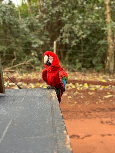 Arara-vermelha é devolvida à natureza após resgate