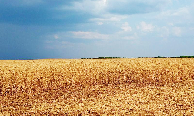 A agricultura em Mato Grosso do Sul tem se destacado pelo crescimento sustentável da produção de soja, com impactos positivos na economia e no meio ambiente.