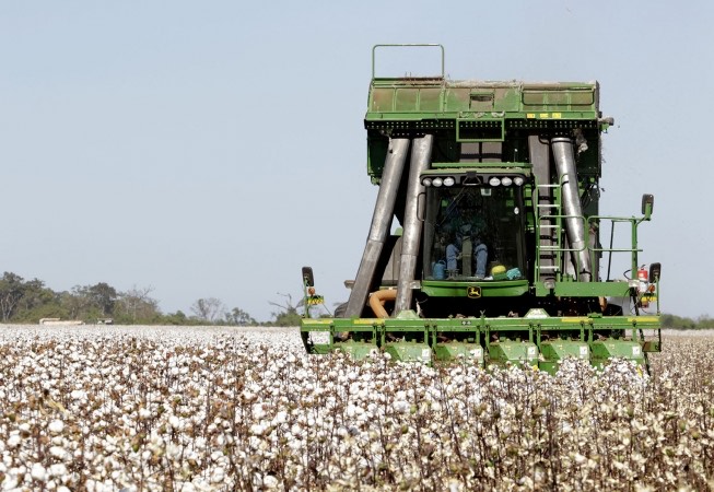 Mato Grosso do Sul cresce no algodão, mas sofre com recuo de soja e milho, aponta levantamento do IBGE