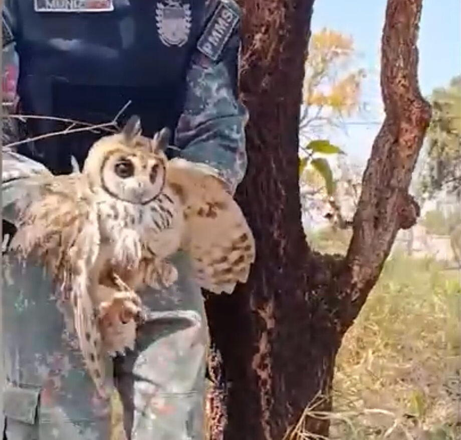 Policial da PMA segura coruja-orelhuda resgatada no Jardim Noroeste, em Campo Grande, antes de encaminhá-la ao Centro de Reabilitação de Animais Silvestres (CRAS).