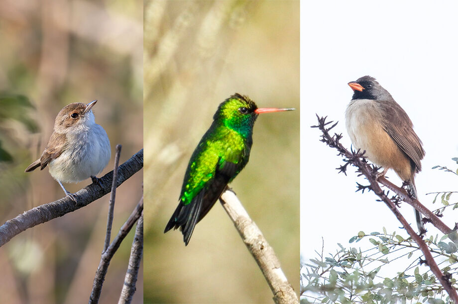 Monitoramento feito em áreas da Suzano identificou 202 novas espécies em regiões de Cerrado no MS