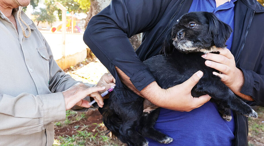 Recomendação é que pets sejam vacinados anualmente contra a raiva