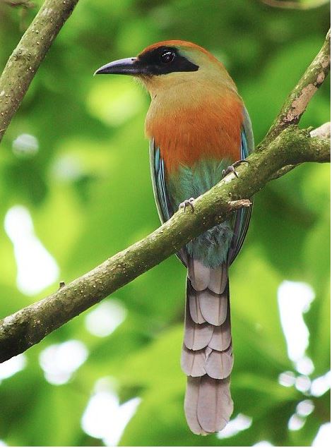 A juruva (Baryphthengus) foi escolhida por votação popular como ave símbolo da Mata Atlântica em Mato Grosso do Sul