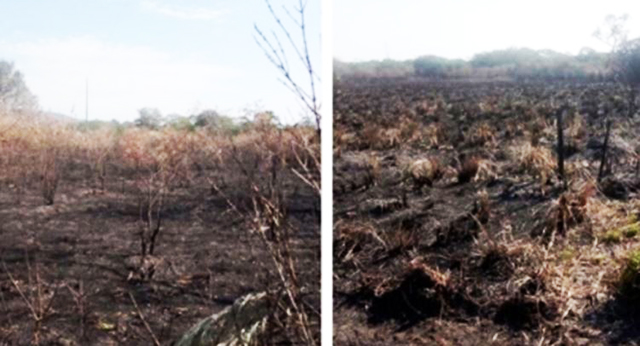 Fazenda em Caracol teve mais de 130 hectares de vegetação destruídos por fogo sem autorização ambiental