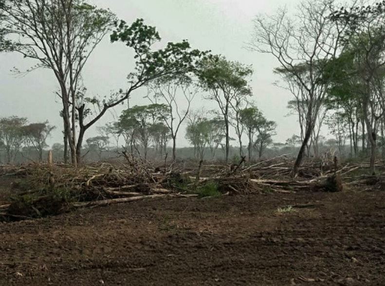 Área de vegetação nativa da Mata Atlântica foi devastada em Miranda; multa ultrapassa R$ 900 mil