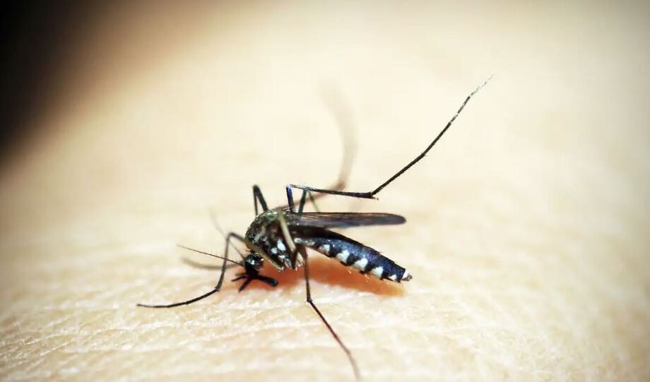 Hospitais brasileiros registraram mais de 477 mil internações por dengue e chikungunya entre 2015 e 2024