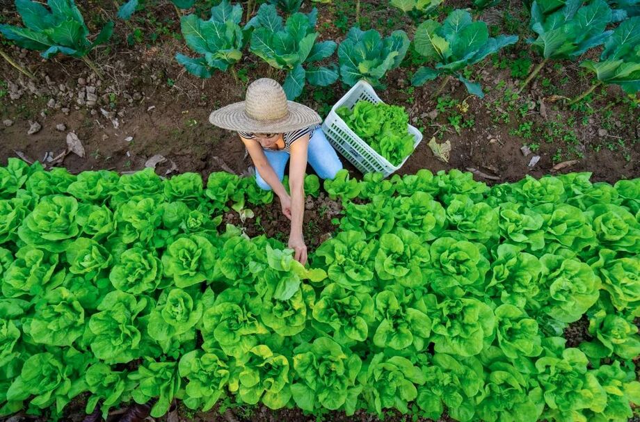 Acordo garante que 30% das refeições da rede hospitalar federal venham da agricultura familiar