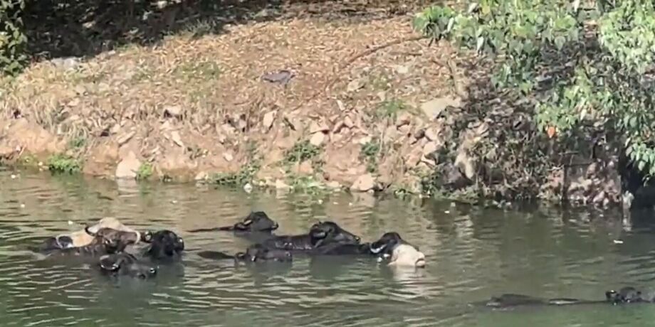 Grupo de búfalos é visto tomando banho no Rio Pinheiros, na região de Santo Amaro, em SP