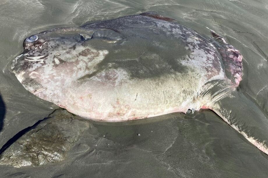 Peixe-lua Mola tecta foi encontrado encalhado na areia do Parque Regional Doran, na costa de Bodega Bay, na Califórnia.