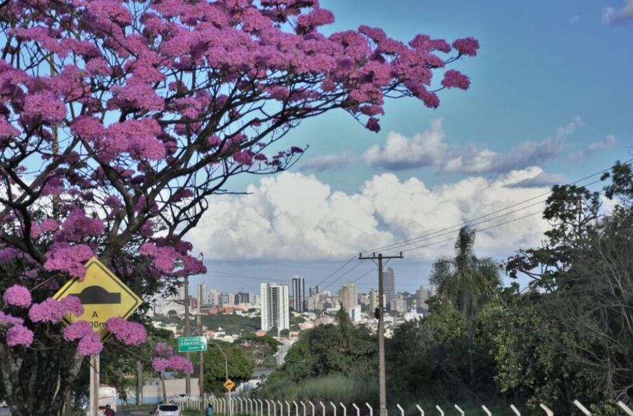 Nova política de arborização busca ampliar áreas verdes e fortalecer a infraestrutura ambiental da capital