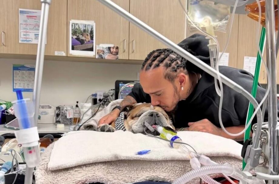 Lewis Hamilton anuncia estado frágil de seu cachorro: 'Mantenha o Roscoe nos seus pensamentos'