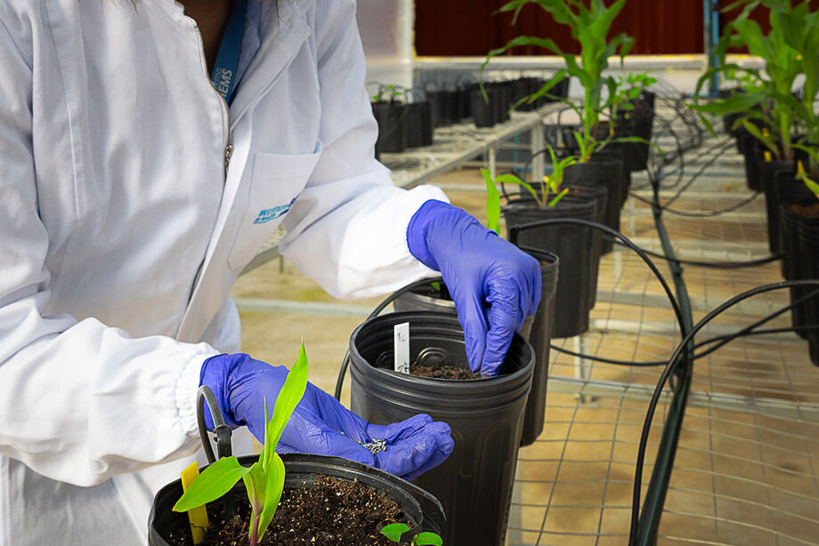 O Instituto Senai de Inovação em Biomassa (ISI Biomassa) é uma Unidade Embrapii na área de Transformação da Biomassa