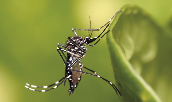 O Aedes aegypti, mosquito transmissor dos vírus da chikungunya, dengue e zika