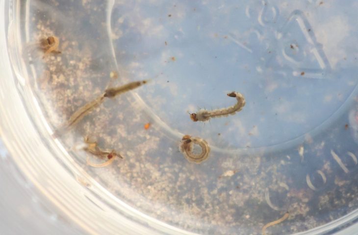 SES alerta para intensificação das ações contra o Aedes aegypti com divulgação do 3º LIRAa de 2025