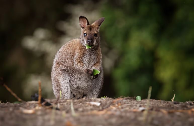 O wallaby é da mesma família que os cangurus, mas de porte menor.