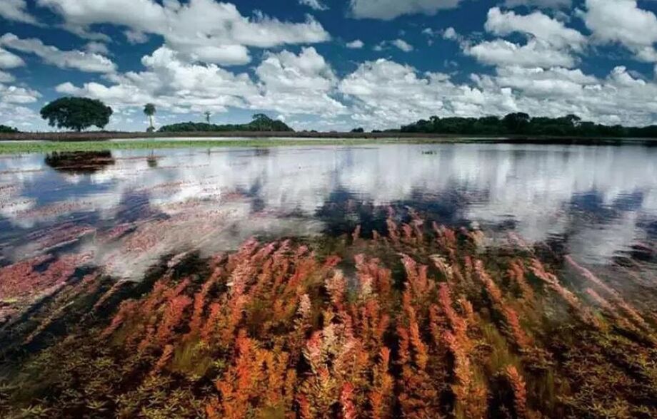 Vegetação submersa aflora nas águas do Parque Estadual Alagados do Taquari, no Pantanal sul-mato-grossense  área que será protegida por projeto de R$ 120 milhões voltado à conservação ambiental e à criação de corredores ecológicos.