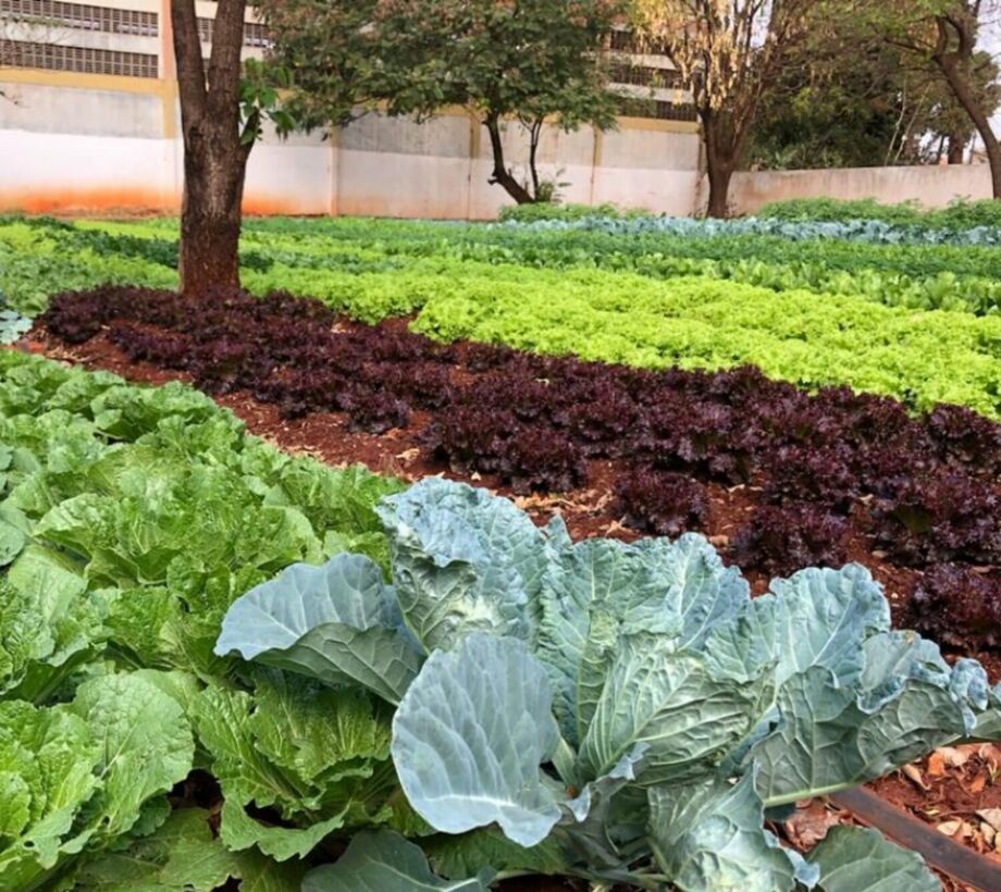 Alimentos produzidos por agricultores familiares serão adquiridos pela Prefeitura para doação a famílias vulneráveis
