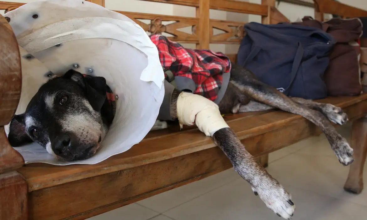 Câmara aprova criminalização do exercício ilegal da medicina veterinária.