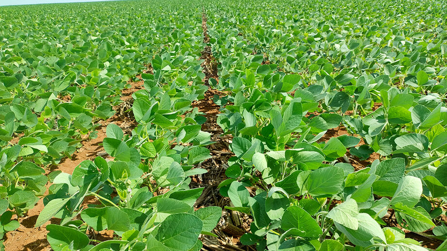Plantio da soja começa em MS após fim do vazio sanitário; área plantada deve crescer quase 6%