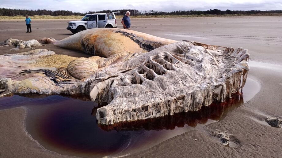 Carcaça de baleia-comum encontrada no País de Gales tinha mais de 21 metros de comprimento
