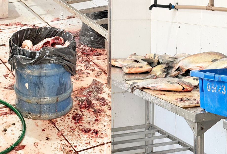 Equipes de fiscalização interditaram mercado em Campo Grande após flagrarem peixes sem inspeção e em condições inadequadas