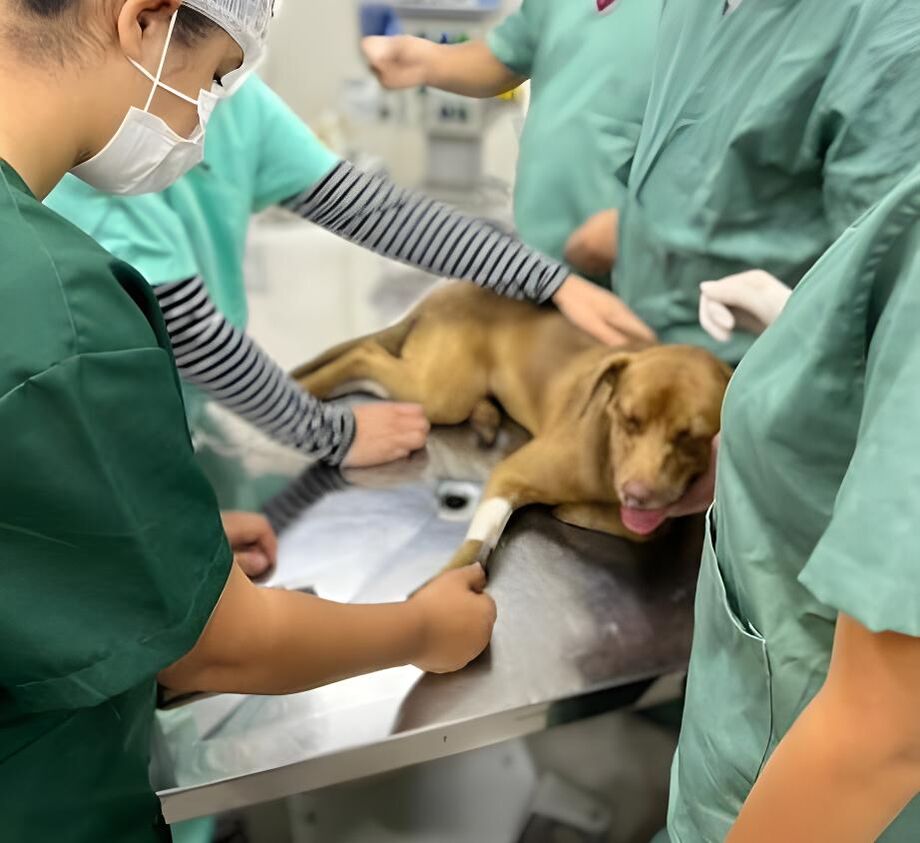 Ação da Uniderp em Campo Grande oferece atendimentos e palestras sobre prevenção do câncer de mama em pets