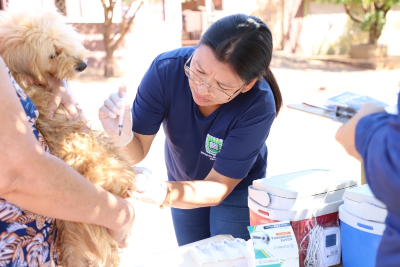 Secretaria Municipal de Saúde reforça a importância da imunização de cães e gatos a partir dos 90 dias de vida; aplicação ocorre de segunda a sexta-feira, das 8h às 10h e das 14h às 16h, em pontos fixos distribuídos pelos bairros, com extensão para Vista