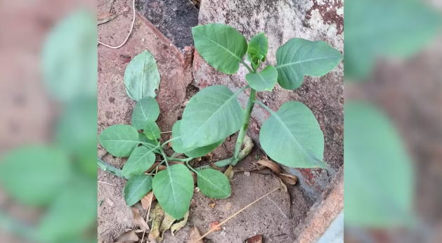 Nicotiana glauca, a falsa couve encontrada na casa da família intoxicada em Patrocínio