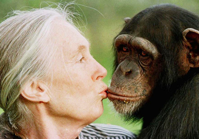 Jane Goodall beija Tess no Santuário de Chimpanzés Sweetwaters, no Quênia.