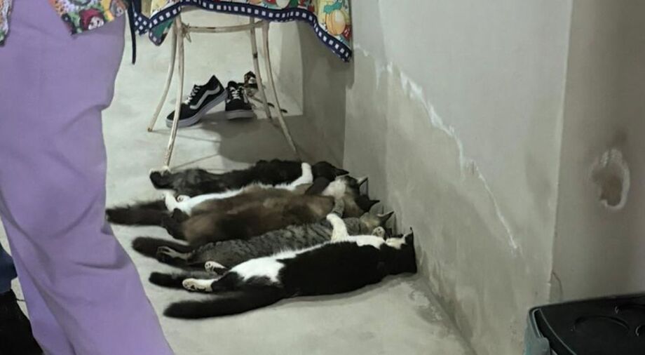 Esquema clandestino usava gatos de rua para coleta de sangue em Monte Alto; operação flagrou animais anestesiados e ambiente insalubre