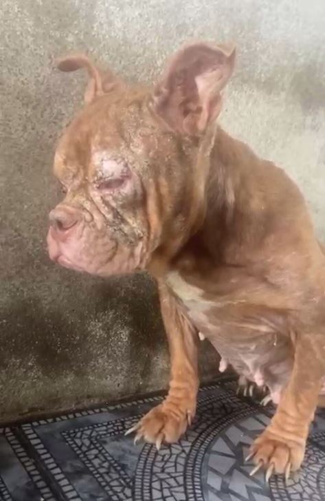 Cães resgatados em canil clandestino no Rio serão tratados e encaminhados para adoção responsável