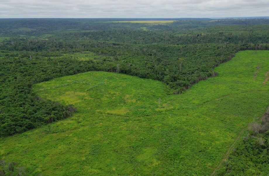BNDES financiará R$ 250 milhões para projeto de restauração ecológica da Suzano em seis estados brasileiros.