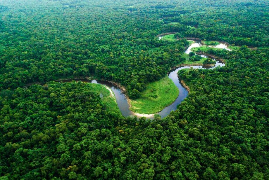 Florestas tropicais, como a Amazônia, estão no centro das discussões climáticas da COP30, que será sediada em Belém.