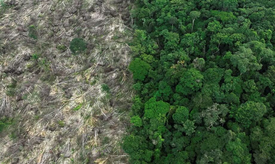 Restauro florestal pode render US$ 100 bi por ano a países tropicais