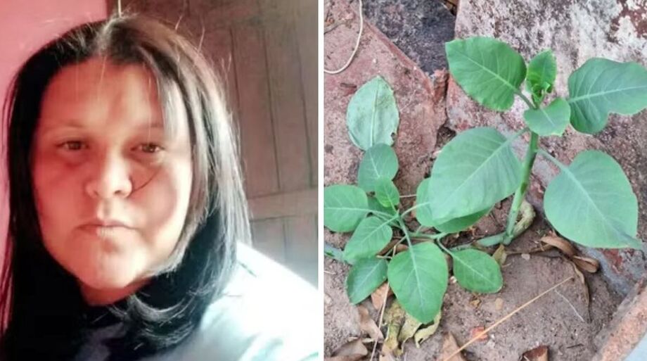 Planta tóxica Nicotiana glauca foi confundida com couve e servida em salada durante almoço no interior de Minas