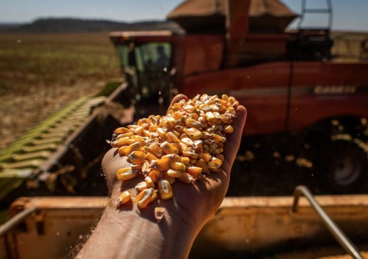 Produção de soja e milho deve liderar recorde na safra agrícola de 2025, segundo dados do IBGE
