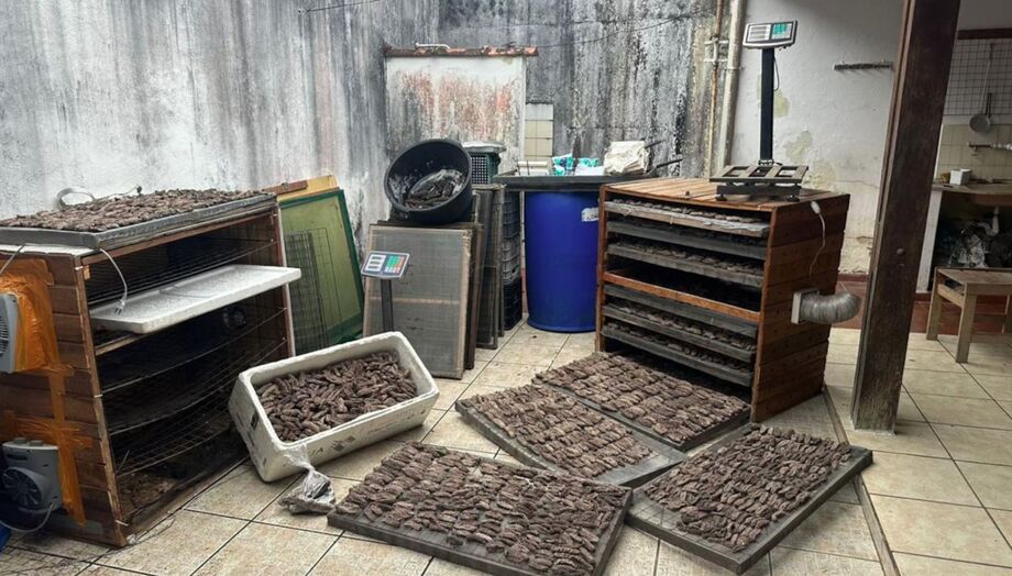 Polícia Ambiental apreendeu 3,5 mil pepinos-do-mar, espécie de pesca proibida, em imóvel na capital paulista.