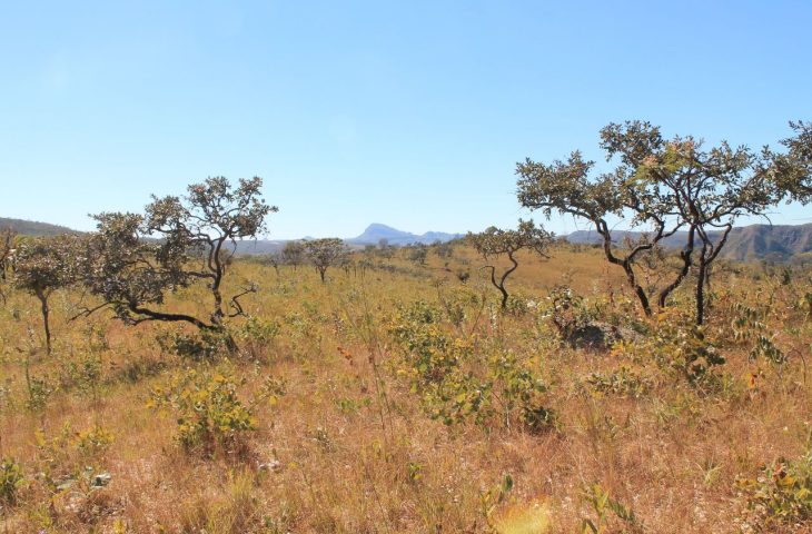 Com reconhecimento nacional, MS poderá captar recursos internacionais para conservar florestas e reduzir emissões de carbono