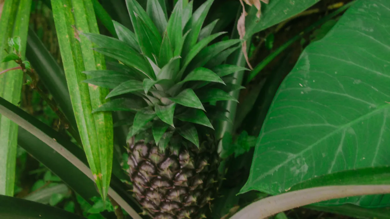 Folhas do abacaxi podem ser aproveitadas em infusões, mas especialistas recomendam cautela; benefícios ainda não foram comprovados em estudos com humanos.