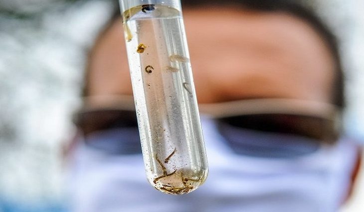 Estudo identificou diferenças do Oropouche em relação à dengue. Na foto, larvas do mosquito Aedes aegypti, transmissor da dengue.