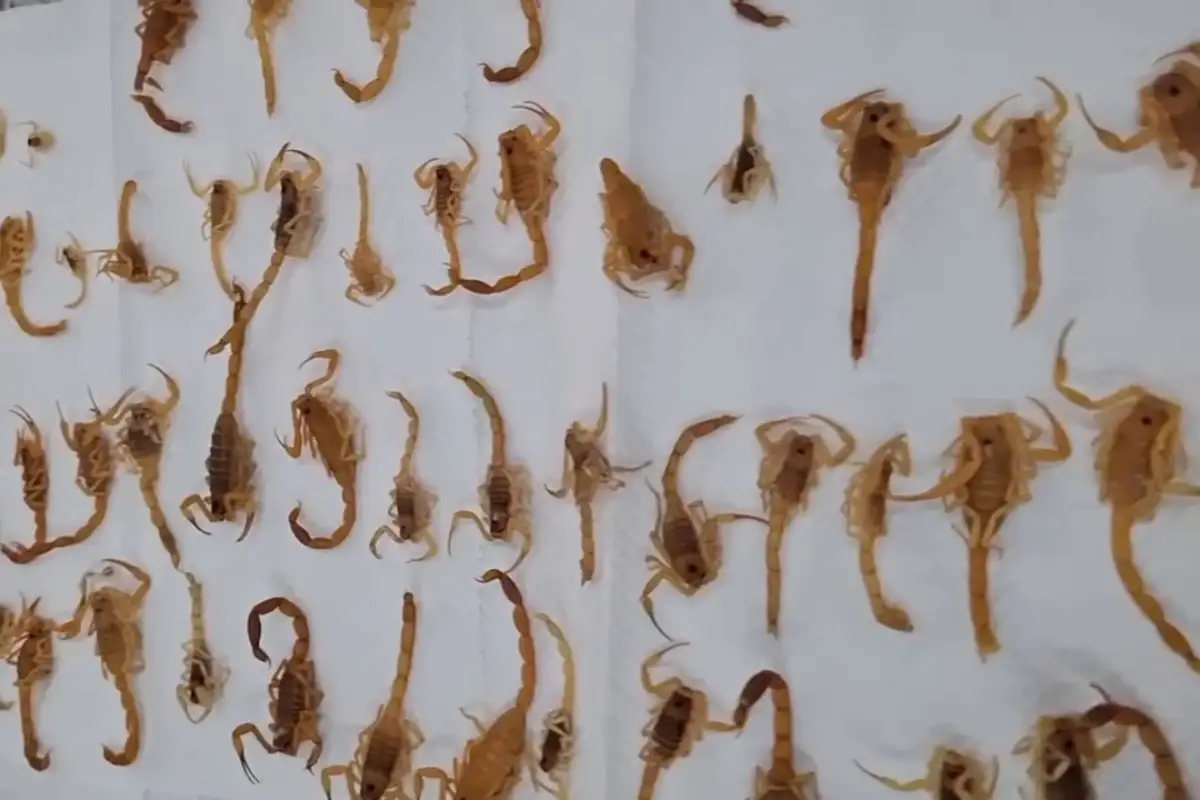 Equipe do CCZ reforça cuidados após encontrar cerca de 100 escorpiões em residência no bairro São Jorge da Lagoa, em Campo Grande