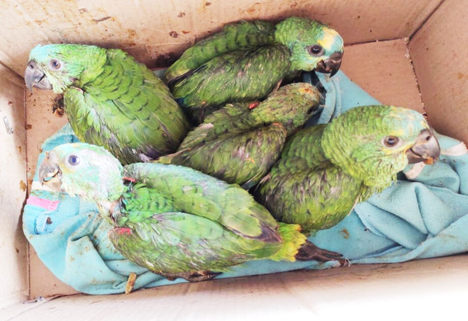 Mato Grosso do Sul participa de operação nacional contra tráfico de animais silvestres, com ações coordenadas em 11 estados.