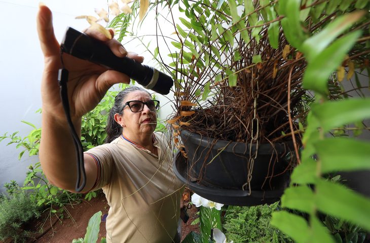 Agente de saúde inspeciona vasos de plantas em busca de focos do mosquito transmissor. Ambientes domésticos são os principais criadouros.