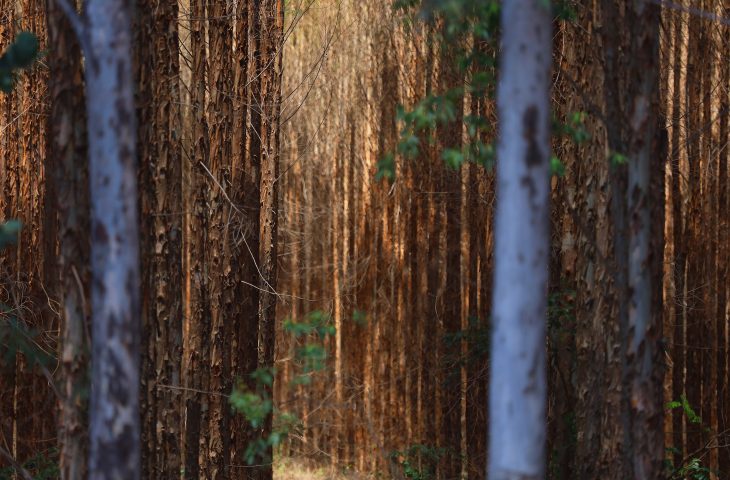 MS projeta expandir florestas plantadas para 2,5 milhões de hectares em três anos, reforçando sustentabilidade e bioindústria.