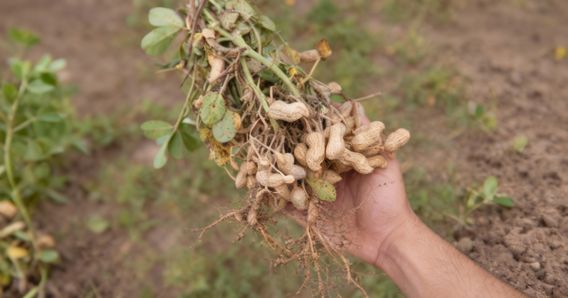 Produtor exibe planta de amendoim recém-colhida em lavoura sul-mato-grossense, símbolo da nova força agrícola do Estado.