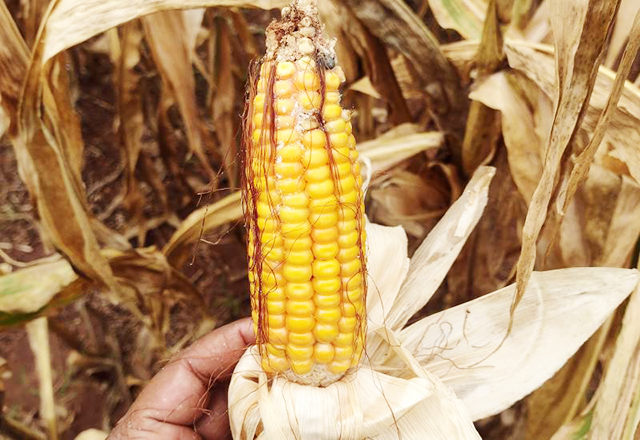 Produtores de Deodápolis e Naviraí poderão renegociar dívidas agrícolas com base em perdas de safra