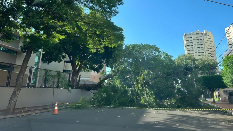 Árvore de grande porte cai e bloqueia trecho da Rua Arthur Jorge no Centro de Campo Grande; não houve chuva nem vento forte.